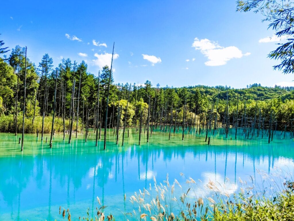 Blue Pond in Biei, Hokkaido’s scenic nature spot