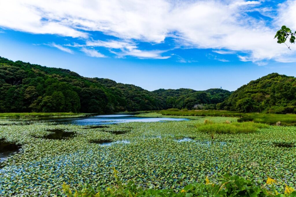 Tsuruike Pond in Iwata City surrounded by nature and calm waters
