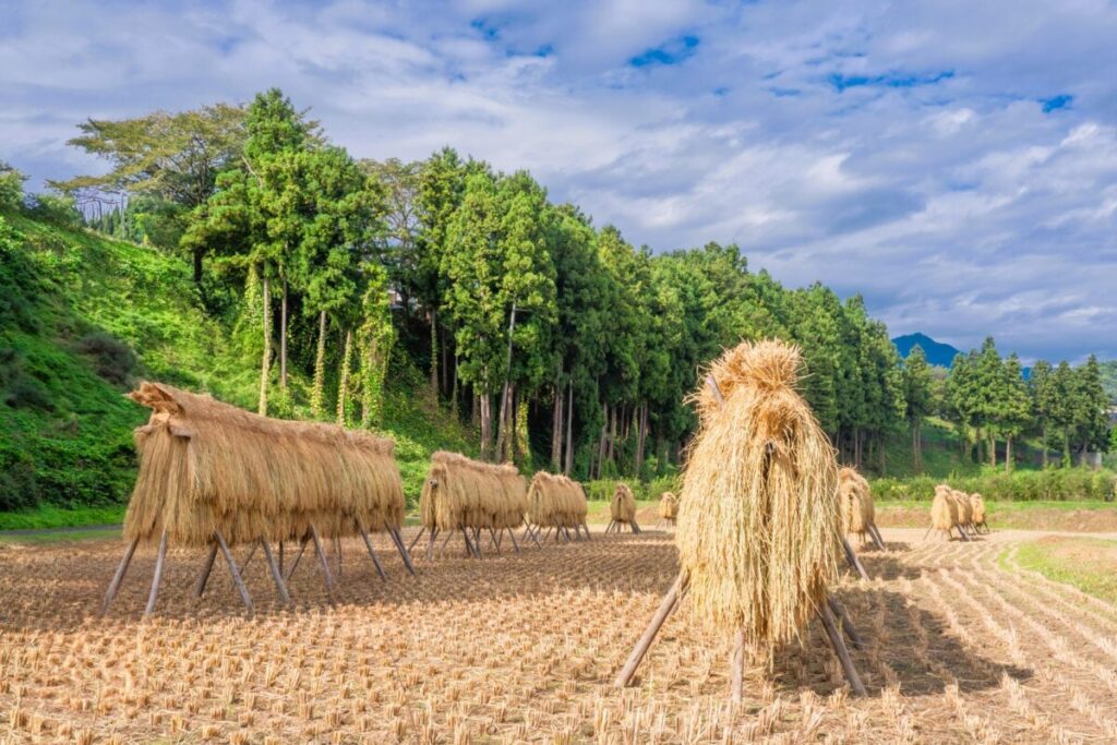 Autumn countryside with traditional rice drying racks (hasagake)