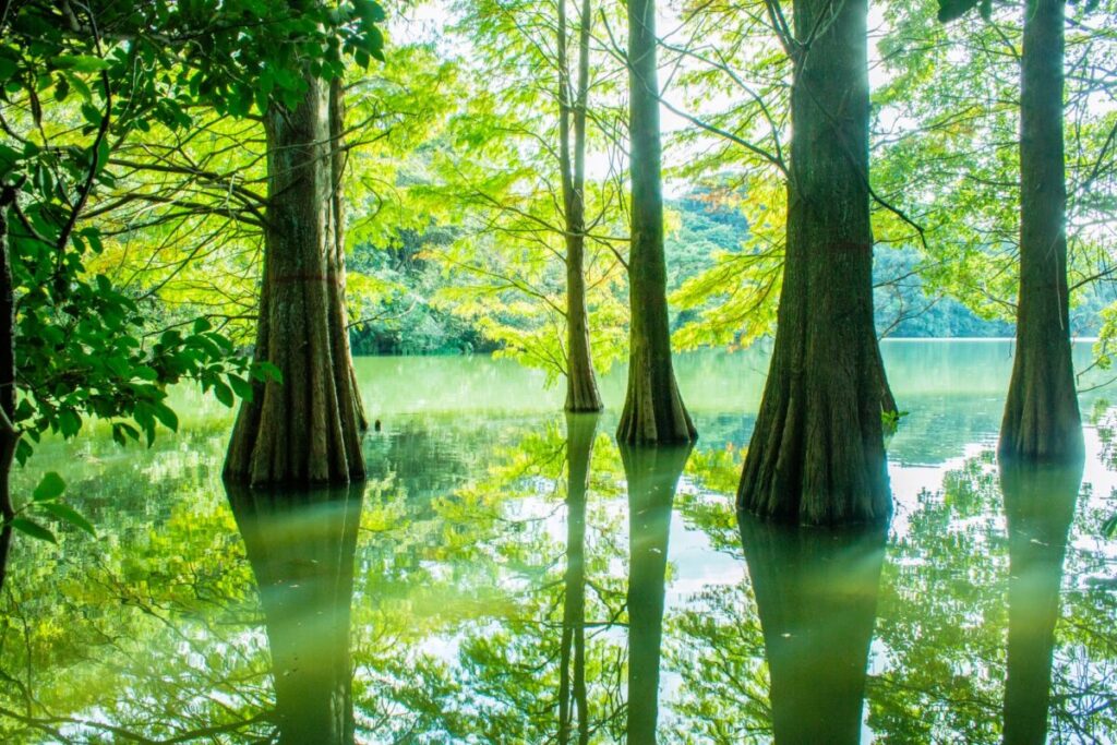 Scenic wooden pathway through Kyudai Forest in Sasaguri, Fukuoka