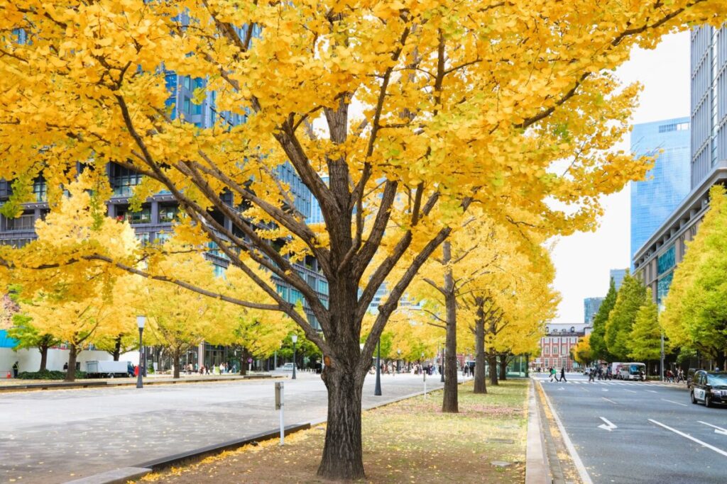 Ginkgo tree-lined Gyoko-dori Avenue near Tokyo Station during autumn season