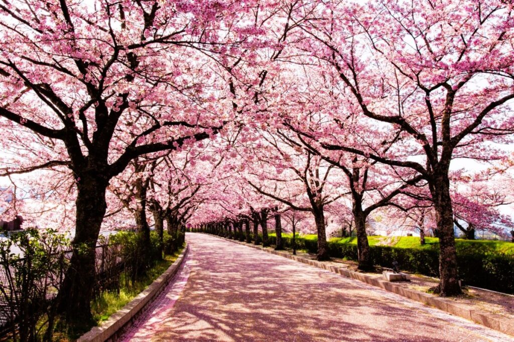Cherry blossom lined street in Japan, sakura trees in full bloom during spring