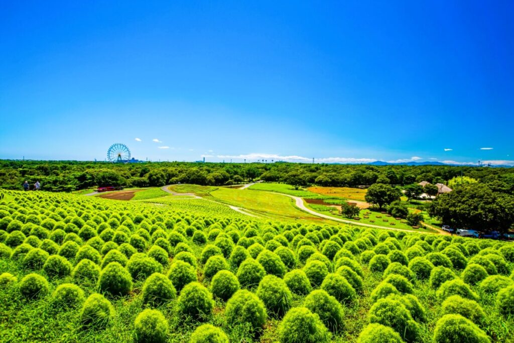 Hitachi Seaside Park in Ibaraki Japan, seasonal flower fields and scenic landscape